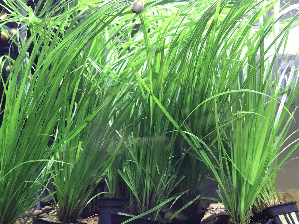 Introduction to the Aquatic Plant Cyperus Helferi